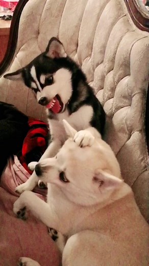 Satan Doge Ears Demands: Alaskan Klee Kai vs Pomsky Comparison