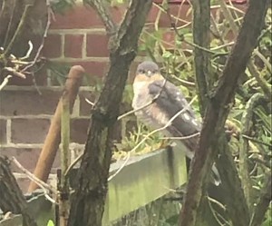 38 reactions | This beautiful male sparrowhawk has become a regular...