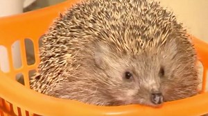 Ježci v Izraeli jsou příliš tlustí. Nedokážou se stočit do klubíčka, veterináři jim nařídili dietu