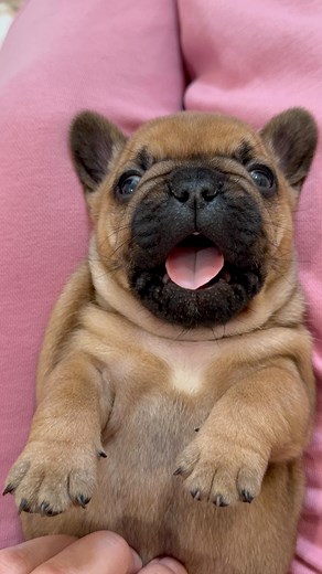 Winnie💗 #hocuspocuslitter #biscottiandflynn | Big Sky Frenchies