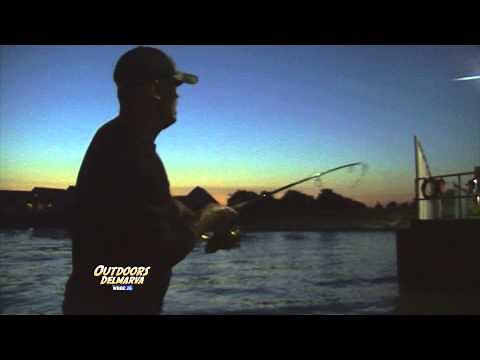 Indian River Inlet Rockfish