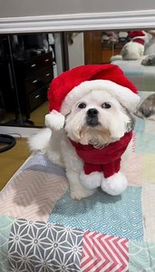 22K views · 1.5K reactions | Santa Claus na laging gutom  Wet food by Doggo | Kier Bear with his Furry Tails | Facebook