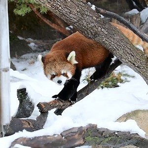 20K views · 2.7K reactions | It's been a week! Snow, rain, rain and snow, then fog...Winter in Wisconsin | Milwaukee County Zoo | Facebook
