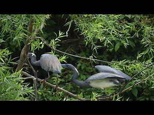 The Tri-colored Herons Breeding Behavior from Nest Location to Nestlings Foraging .