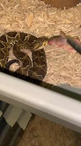 Kentucky Reptile Zoo on Reels