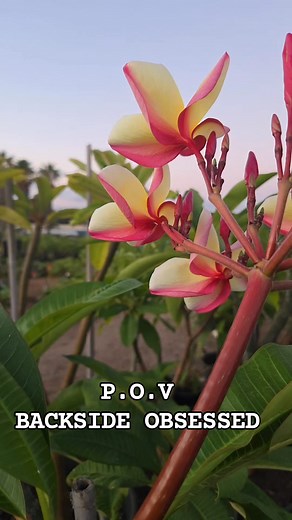 Appreciating a fine backside Vera Cruz Rose #frangipaniheaven #backsides #plumeria #frangipani #flowers #veracruzrose #beautiful #love #omg #amazed #impressed #smelloliscious #OMG #fyp #wow # | Frangipani Heaven