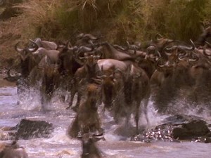 「Wildebeests Cross River Kenya Africa」の動画素材（ロイヤリティフリー）1417249 | Shutterstock