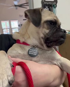 1.7K views · 158 reactions | Steal is a 3 year old, 14 pound Pug who...