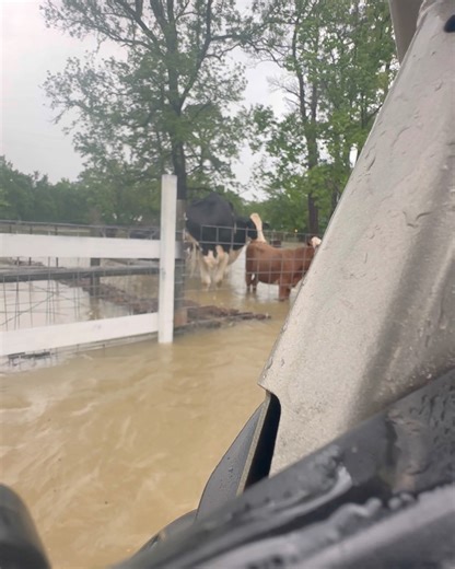 Cows trapped in high flood water | Shirtless Jake's Homestead