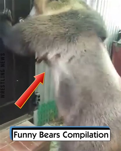 Funny Bears Compilation | Wrestling News