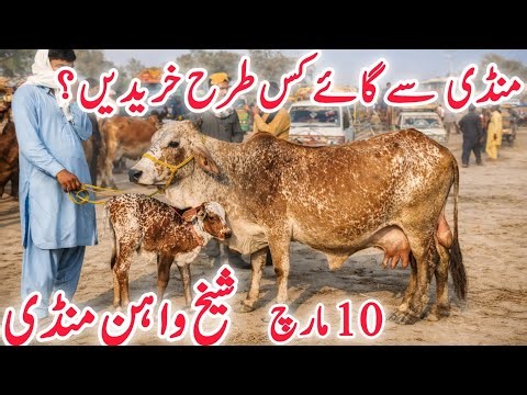 Sheikwahan COW Mandi Lasted update | Sahiwal & BACHO AOR Doodh Wali Cholistani COWS