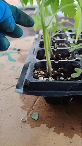 49K views · 180 reactions | Grafted Tomatoes #AgriculturalAssistanceTeam | unique grafting | Facebook