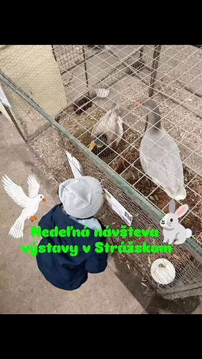 #strazske #vystava #vystavazvierat #zvierata #zvieratka #sommama #stastnamama #mamadvojcat #dvojicky #dvojcata #twins #chlapci #deti #surodenci #rodina #rodinka #rodinajenajviac #mojarodina | Lenka Hakošová Dzurenková