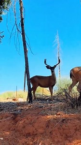 16K views · 135 reactions | Almost deer season… aka the time when deer start checking their surroundings twice 歷 #fblifestyle | Huntbuck Masters Outdoors | Facebook