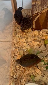 Check out these adorable Button Quail . Three little beautiful babies, one female & two males. Great little aviary birds........ ⚠️ ‼️ Help!! We are in desperate need of volunteer help this week. We are losing volunteers left and right once again. We need at least one or two people for tomorrow, one or two people for Friday & possibly Saturday. Please , please let me know if you are available to help for a few hours in the morning. Thank you .........‼️ ⚠️ We can't do this without our awesome vo