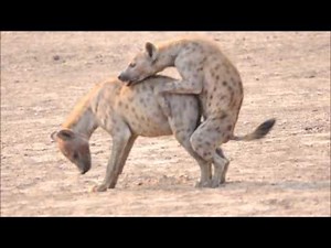 Hyaenas Mating
