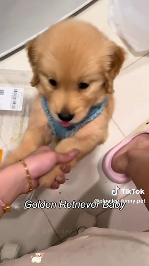 Adorable Golden Retriever Puppy Moments