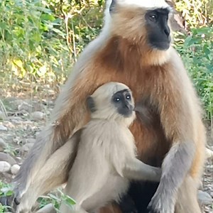 11 reactions | Jim Corbett National Park Jungle Safari | Jim Corbett Wildlife & Nature View | Facebook