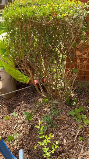 Effortless Shrub Removal- Winch and Shovel #lawncare #treecare_tvP7f55e8Qs | Max May