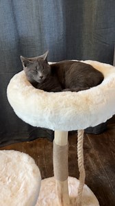 17K views · 205 reactions | These are the most aesthetic cat trees!  It features one soft platform and a plush donut bed covered in velvety faux rabbit fur. Each is elevated with beautiful natural Willow branches to support even the largest cat breeds! Best of all, it looks like a piece of art in your house! #habitathaven #cattree #cattower #catfurniture #luxurycattree #premiumcattree #TheOasisCatTree | Habitat Haven | Facebook