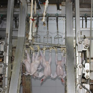 [Hot Item] Abattoir Equipment 500bph-13000bph Poultry Feather Removal Machine Duck Plucking Machine Advanced Poultry Processing Plant