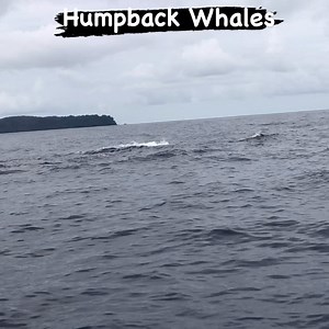 Check out this fantastic Humpback Heat Run with dolphins mixed in. Drake Bay, Costa Rica. Join us! 💙🐬🐋💙 #costarica #humpbacks #dolphins #whalewatching #drakebaycostarica #puravida #whales #love #natgeotravel #osapeninsula | Divine Dolphin