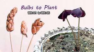 How to grow butterfly plant ( bulbs to plant ) oxalis triangularis A month updates 🦋🐛🍀🍀☘ — Hive