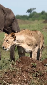 Two of Africa’s iconic females cross paths. 📍 Maasai Mara National Reserve, Kenya 🇿🇦 🎥 Angama x @pixayialel | African Travel, Inc
