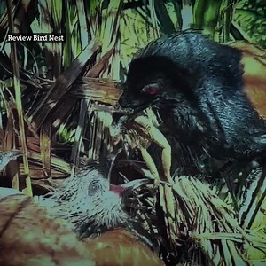 18K views · 512 reactions | In hot weather ducklings eat frogs and bats | Review Bird Nest | Facebook