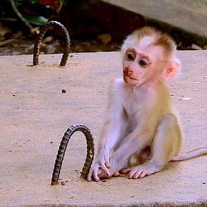 1.5K views · 38 reactions | Very pity when to see baby monkey Leo has bleeding nose after Mom Libby warned. #babymonkey #monkey #monkeys #monkeylove #MonkeyLife | Emery Monkey | Facebook