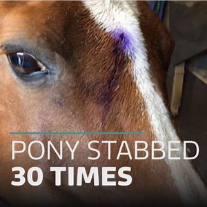 Kizzy, a 25-year-old pony, was stabbed over 30 times across her head and body: http://bit.ly/2x4Vd9D | ITV London