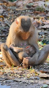 5.2K views · 809 reactions | A Jungle Moment Capturing the Innocent and Playful Nature of a Baby Monkey with Its Mother | Monkey love | Facebook