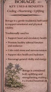 🌿 BORAGE — KEY USES & BENEFITS “Cooling • Heartening • Uplifting” Borage is a gentle traditional herb used to support emotional and physical vitality. Traditionally used to: • Support heart and circulatory health • Promote healthy adrenal function and resilience • Calm mild stress and nervous tension • Support skin health and hydration • Encourage general vitality and energy Borage is considered both uplifting and strengthening, making it a trusted household ally. #WeGirlsFour #PlantMedicine #a