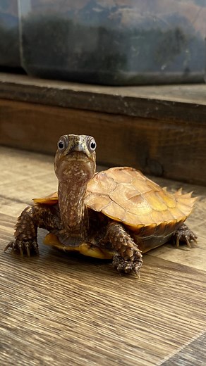 87K views · 227 reactions | Happy World Turtle Day ! E.T, one...