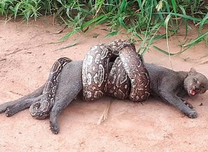Dramatic moment gigantic boa constrictor snake wraps itself around wild cat in life-or-death battle (photos/video)