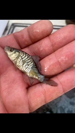 1.4K views · 115 reactions | Atlantide fishing & Predator Park on Reels | Facebook