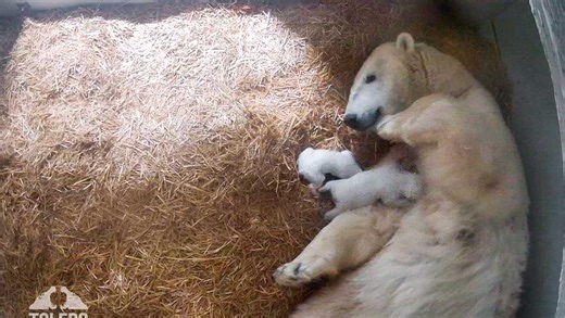 Toledo Zoo welcomes twin polar bear cubs. Here's how to watch live video from the happy family's den
