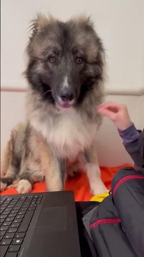 Adoptable dog TOPAZ wants all your pets! #adoptabledogs #aspca