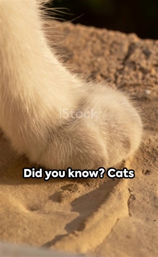 Did you know? Cats have a remarkable ability to rotate their ears 180 degrees, allowing them to localize sounds with incredible precision.  #CatFacts #Purrfection #cat | Nature Photos | Facebook