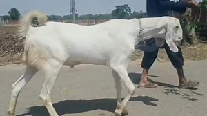 2023 قربانی کے بکرے Qurbani k Bakra Qurbani ka Mall for sale cheap price ma lahore #chiraghgoatfarm #thakydaraziz #BakraEid2023 #fbreelsvideo #reelsinstagram #BeetalGoat #viral #trending #foryou #beetalkids #Qurbani2023 #bakraeid #qurbanicollection | Chiragh Goat Farm -CGF