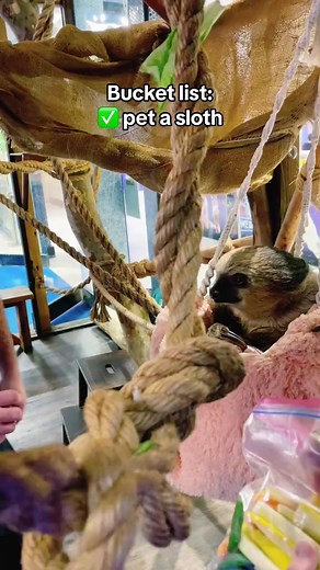1K views | Being hand fed in their comfy bed like the cute sloth queen they are. Find a SeaQuest near you for a sloth encounter today! #seaquest #visitseaquest #sloth #aquarium #zoo #slothsquad | SeaQuest Utah | Facebook