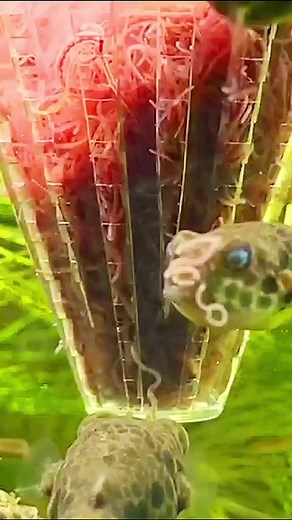 Captive bred Spotted Congo Pufferfish Baby #oliverknott #okaqua #okisback #aquascape #aquarium #aquascaping #aquariumhobby #aquariumtank #aquariums #akvaryum #instapet #myhobby #aquariumfish #instafish #tropicalfish #aquatic #aquaticlife #fishtank #fishkeeping #freshwaterfish #freshwater #tetraodon #schoutendeni #pufferfish | Oliver Knott