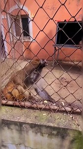 Grumpy monkey | The Deals