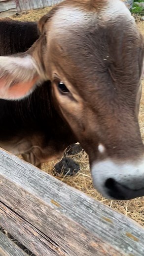 Follow me for more quick & easy dinner tips 😜 We now have homemade zucchini relish at the stand in different sizes. Enjoy ❤️ #dinnerideas #zuchinni #beef #eatlocal #farming #hotdogs | The Old Vanderbilt Farm