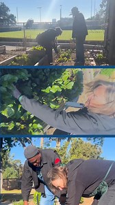 On this #VeteransDay we highlight how Master Gardener Program, UC Cooperative Extension, Los Angeles County teams up with VA Greater Los Angeles Healthcare System to bring #gardening tools to our veterans in the heart of #LosAngelesCounty. The 15-acre Veterans Garden located on the West Los Angeles VA Campus is a source of healing and nutrition support. 🌻 #VeteransGardening #CommunityPartnerships | UC Agriculture & Natural Resources