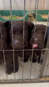 This is hot off the press. A female chocolate is available to reserve and can go home Saturday. ALC, microchipped and 1st vaccines. Go to our website www.mhlpups.com. | Mountain High Labradors