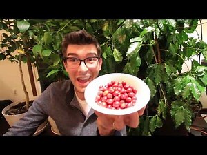 Harvesting 1lb. Of Fresh Michigan Grown…COFFEE?!?