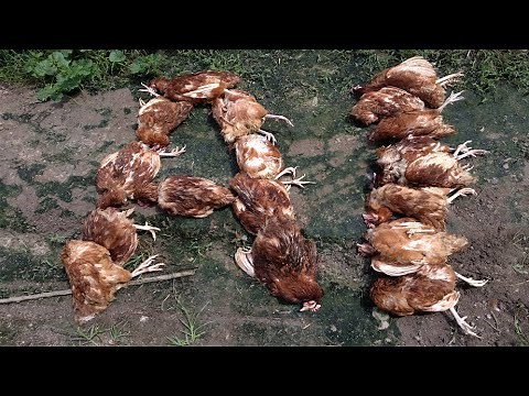 AVIAN INFLUENZA, Flu in chicken HPAI H5N1, SYMPTOMS