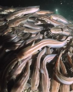 Found a cascade of Catfish! #nature #wildlife #bravewilderness #catfish | Mark Vins