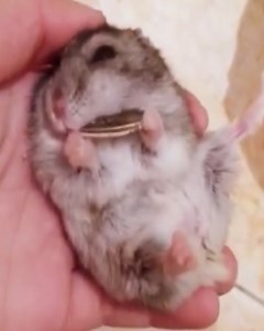 56K views · 272 reactions | Hamster eats sunflower seeds  | MetDaan Tips | Facebook